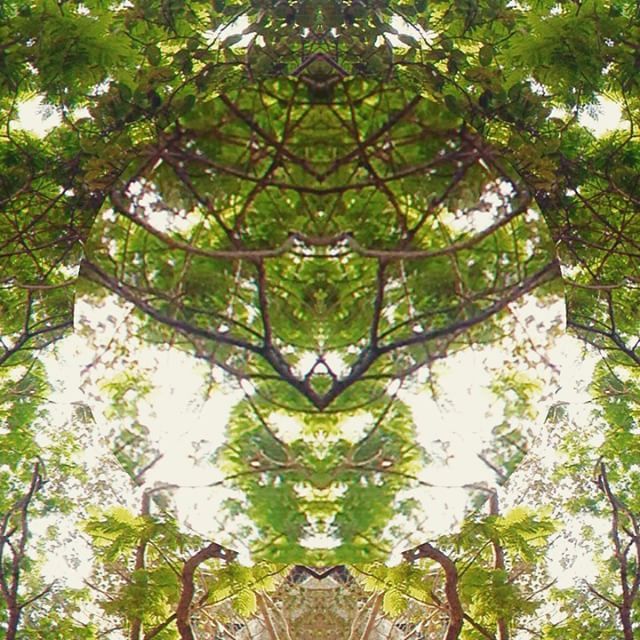 Branches intertwined in a symmetrical pattern.